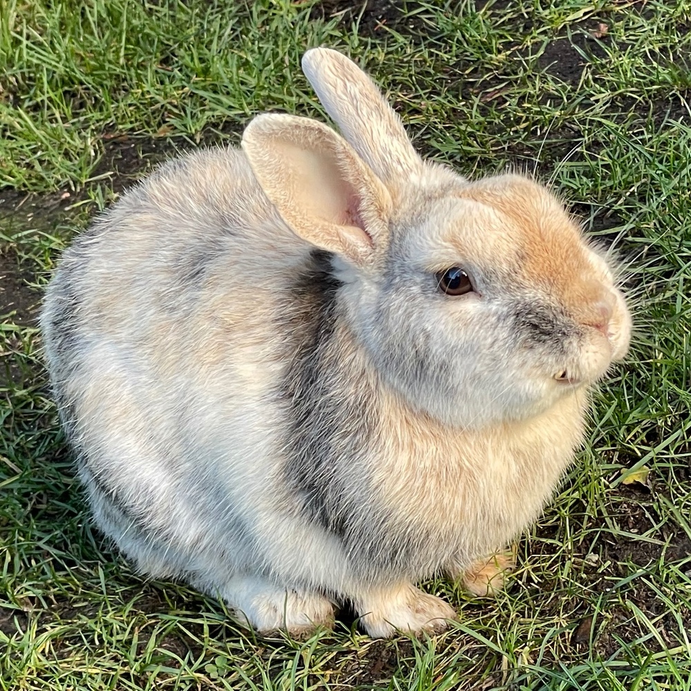 Meet your Posher, Pamela